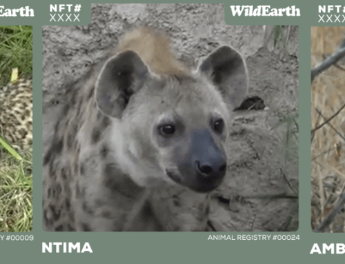 WildEarth to roll out the Genesis collection of animal NFTs to the world