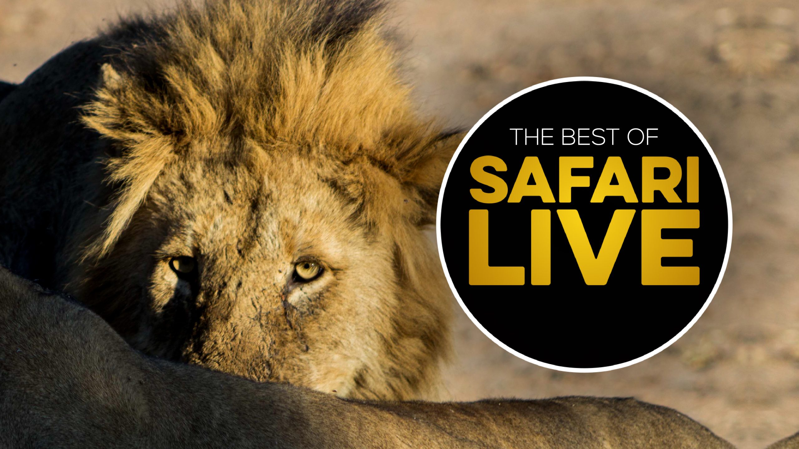 safari live shop