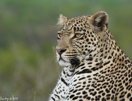 Hosana: A Fireside Tribute to our Little Chief