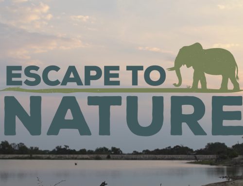 Welcome to Escape to Nature!